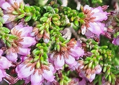Erica labialis