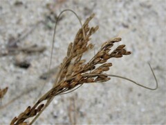 Juncus greenei