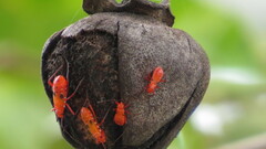 Dysdercus suturellus