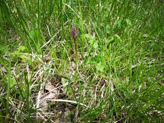 Dactylorhiza fuchsii