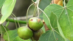 Dysdercus cingulatus