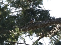 Aegithalos caudatus trivirgatus