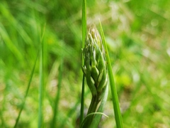 Dactylorhiza fuchsii