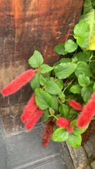 Acalypha hispida
