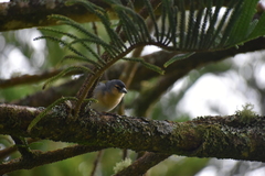 Fringilla coelebs moreletti
