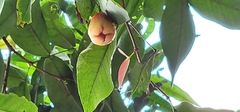 Syzygium aqueum