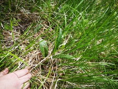 Dactylorhiza fuchsii