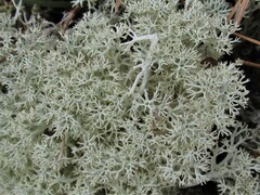 Cladonia arbuscula mitis