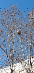 Vespa velutina