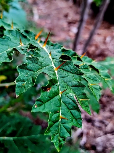 Solanum sisymbriifolium iNat (2)
