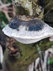 Phellinus pomaceus