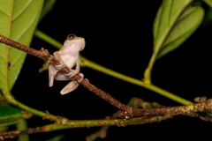 Leptomantis angulirostris