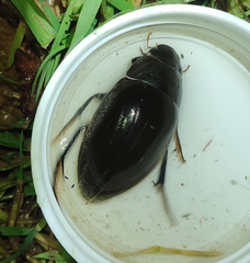 Hydrophilus piceus