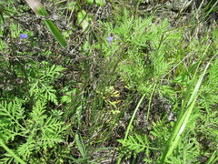 Polygala tenuifolia