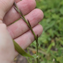 Lolium multiflorum