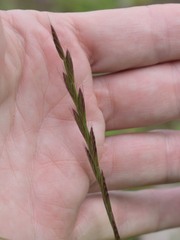 Lolium multiflorum