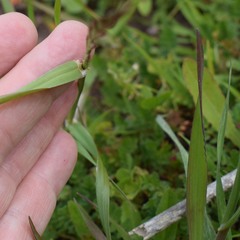 Lolium multiflorum