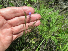 Polygala tenuifolia