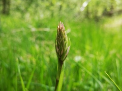 Dactylorhiza fuchsii