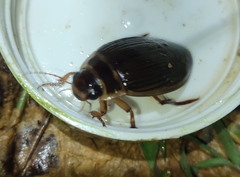 Dytiscus marginalis