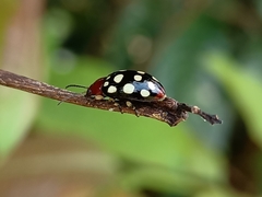 Phola sedecimpustulata