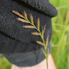 Lolium multiflorum