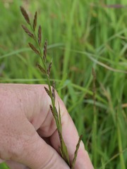 Lolium multiflorum
