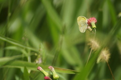 Eurema elathea