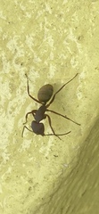 Camponotus chazaliei