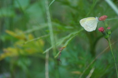 Eurema elathea