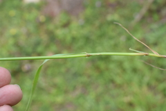 Lolium multiflorum