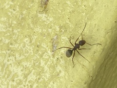 Camponotus chazaliei
