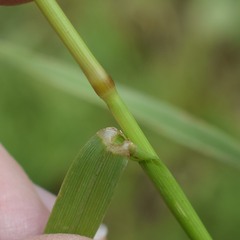 Lolium multiflorum