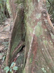 Elaeocarpus serratus