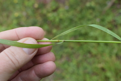 Lolium multiflorum