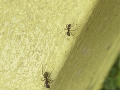 Camponotus chazaliei