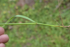 Lolium multiflorum