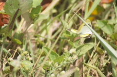 Eurema elathea