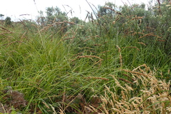 Carex appressa