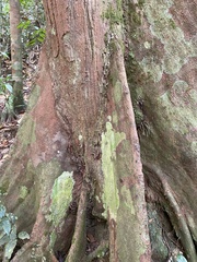 Elaeocarpus serratus