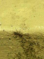 Camponotus chazaliei