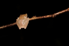 Leptomantis angulirostris