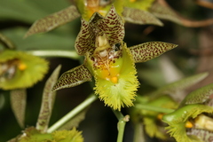 Catasetum fimbriatum