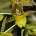 Catasetum fimbriatum - Photo 由 Lili Giussani 所上傳的 (c) Lili Giussani，保留部份權利CC BY-NC-SA