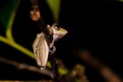 Leptomantis angulirostris