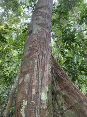 Elaeocarpus serratus