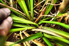 Carex appressa