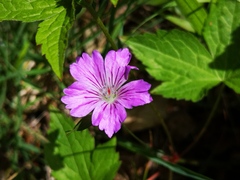 Geranium nodosum