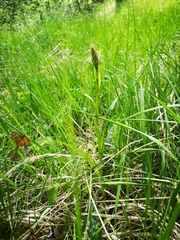 Dactylorhiza fuchsii