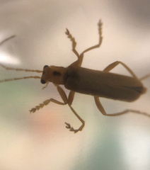 Lycocerus vitellinus